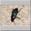 Harpalus rubripes - Laufkaefer 01a 8mm.jpg